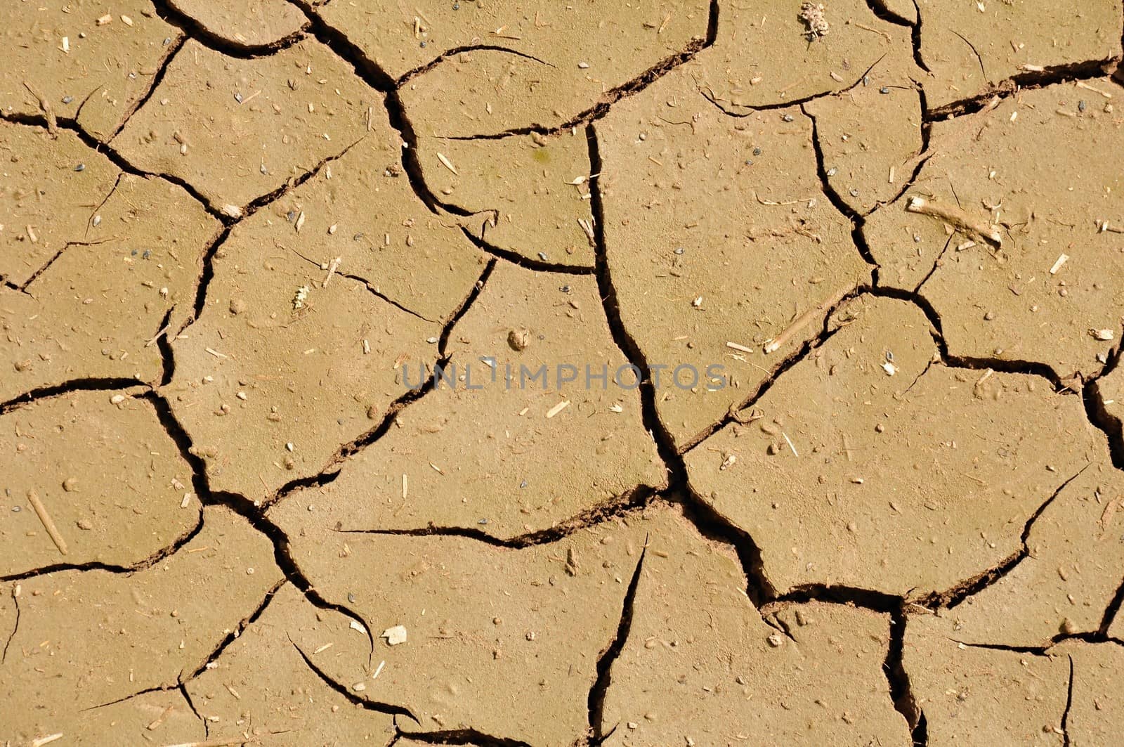 Wide cracks in the brown dried up ground 