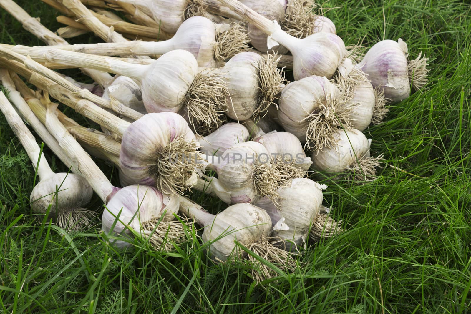 A pile of ripe garlic on the lawn