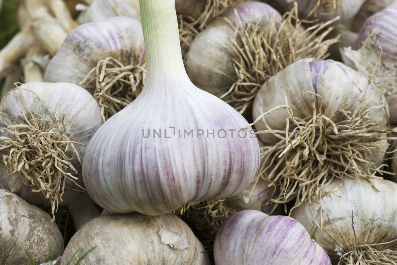 A pile of ripe garlic after digging up