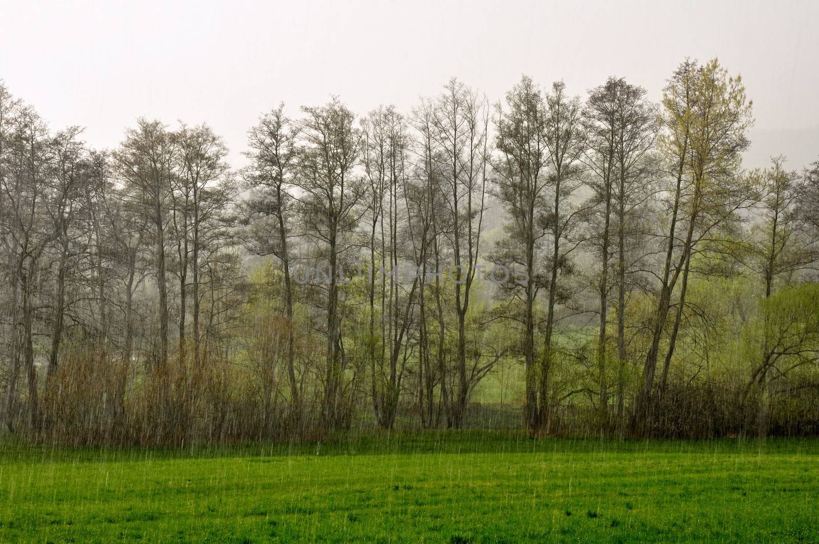 Spring meadow with trees in the spring rain