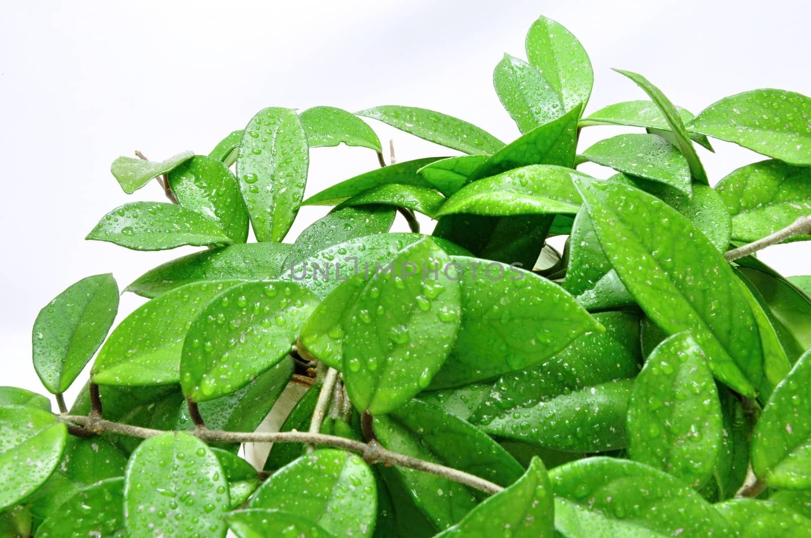 Green leaves with drops of dew on a white background