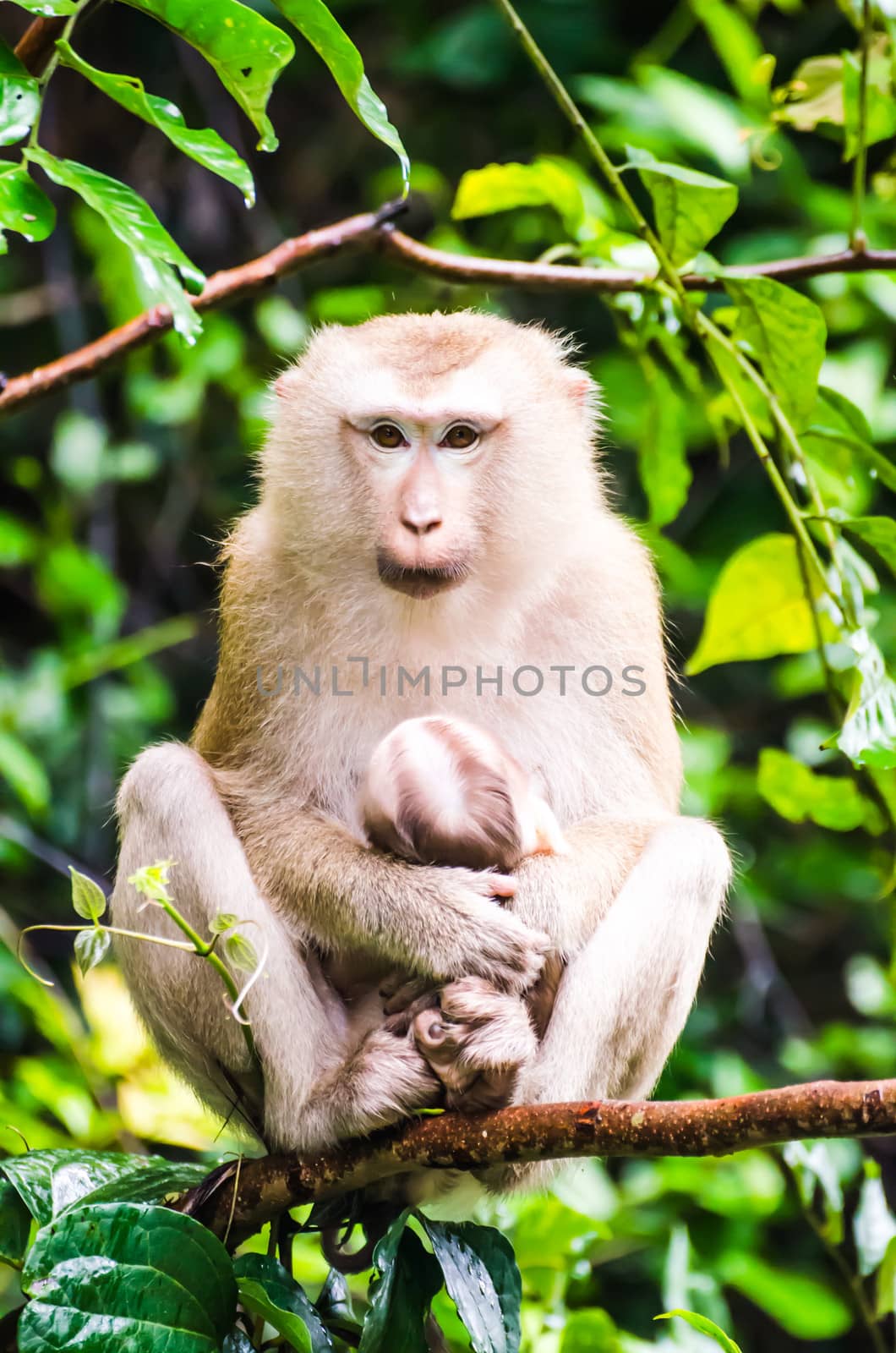 Monkey in Tropical rainforest. by chatchai