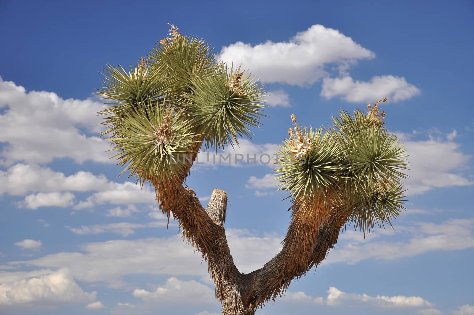 View of a Joshua Tree and a blue cloud-filled sky in southern California.