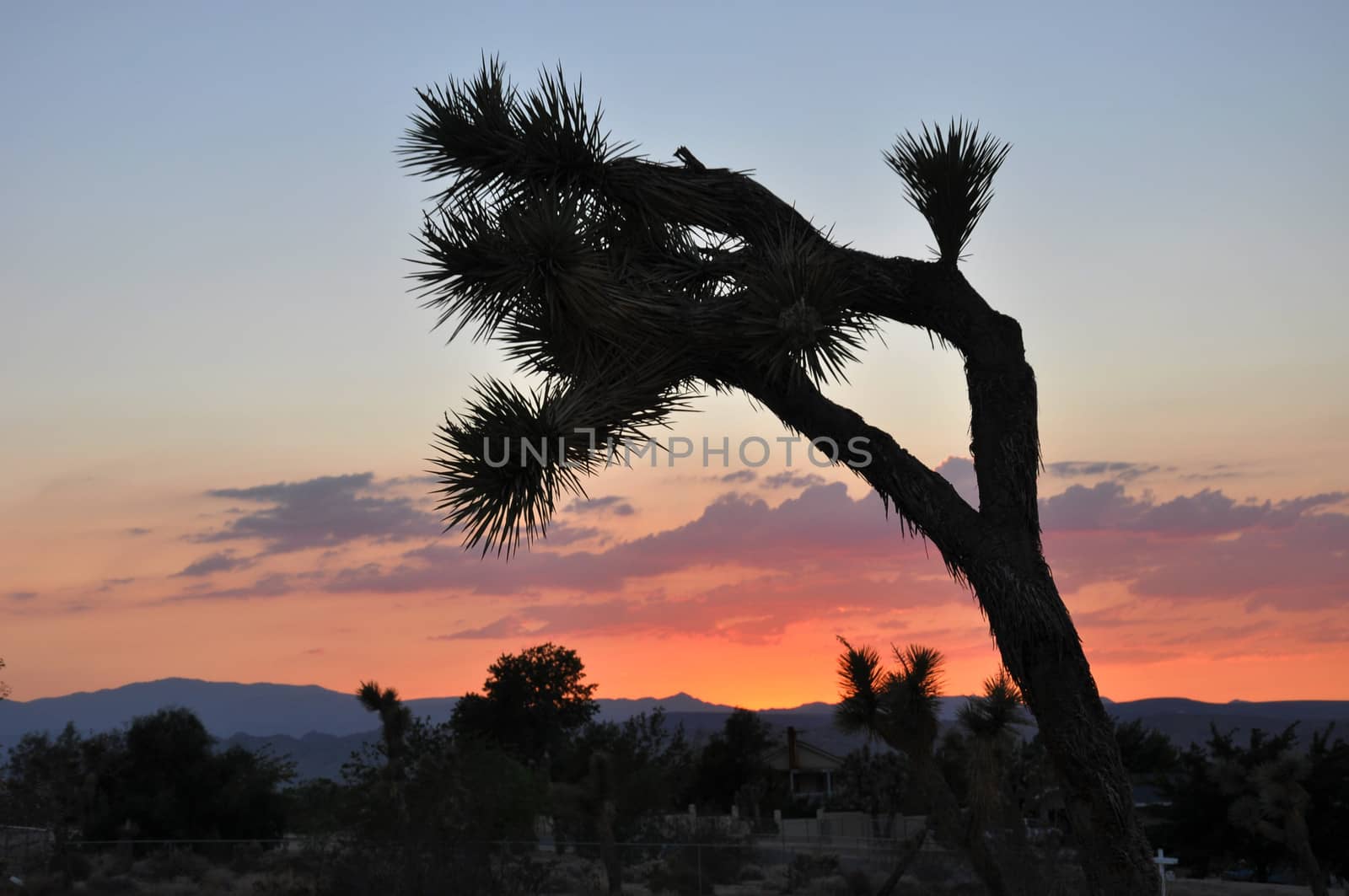 A single Joshua Tree is silhouetted against the sky at sunset in southern California.