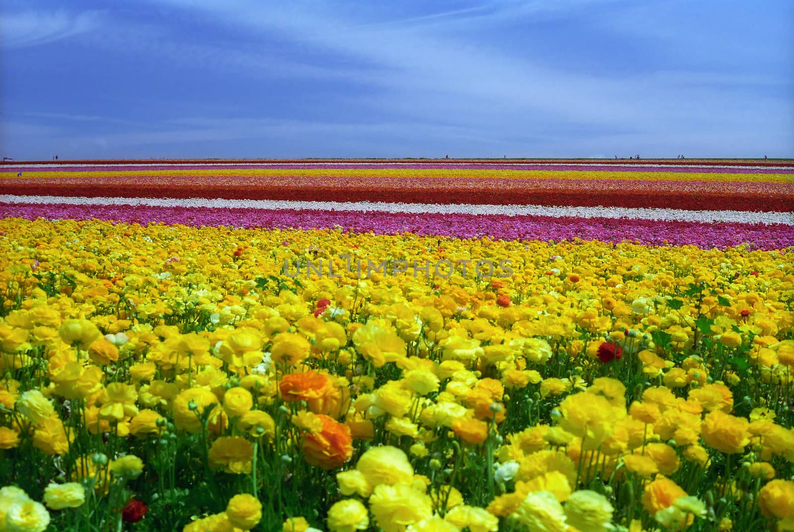 Rows of colorful Ranunculus flowers grow on a hillside in Carlsbad, California.