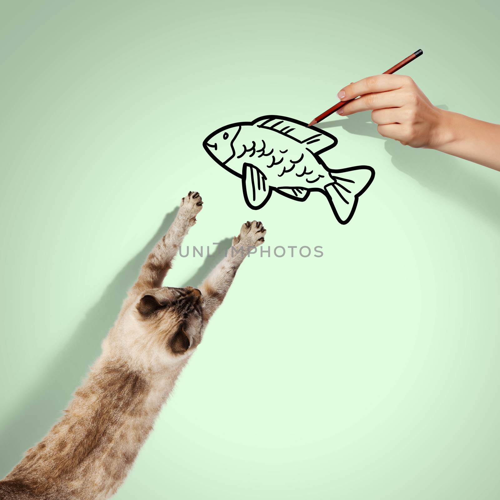 Image of siamese cat catching drawed fish