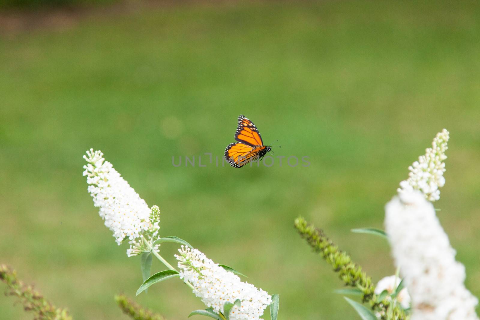 Monarch butterfly by melastmohican