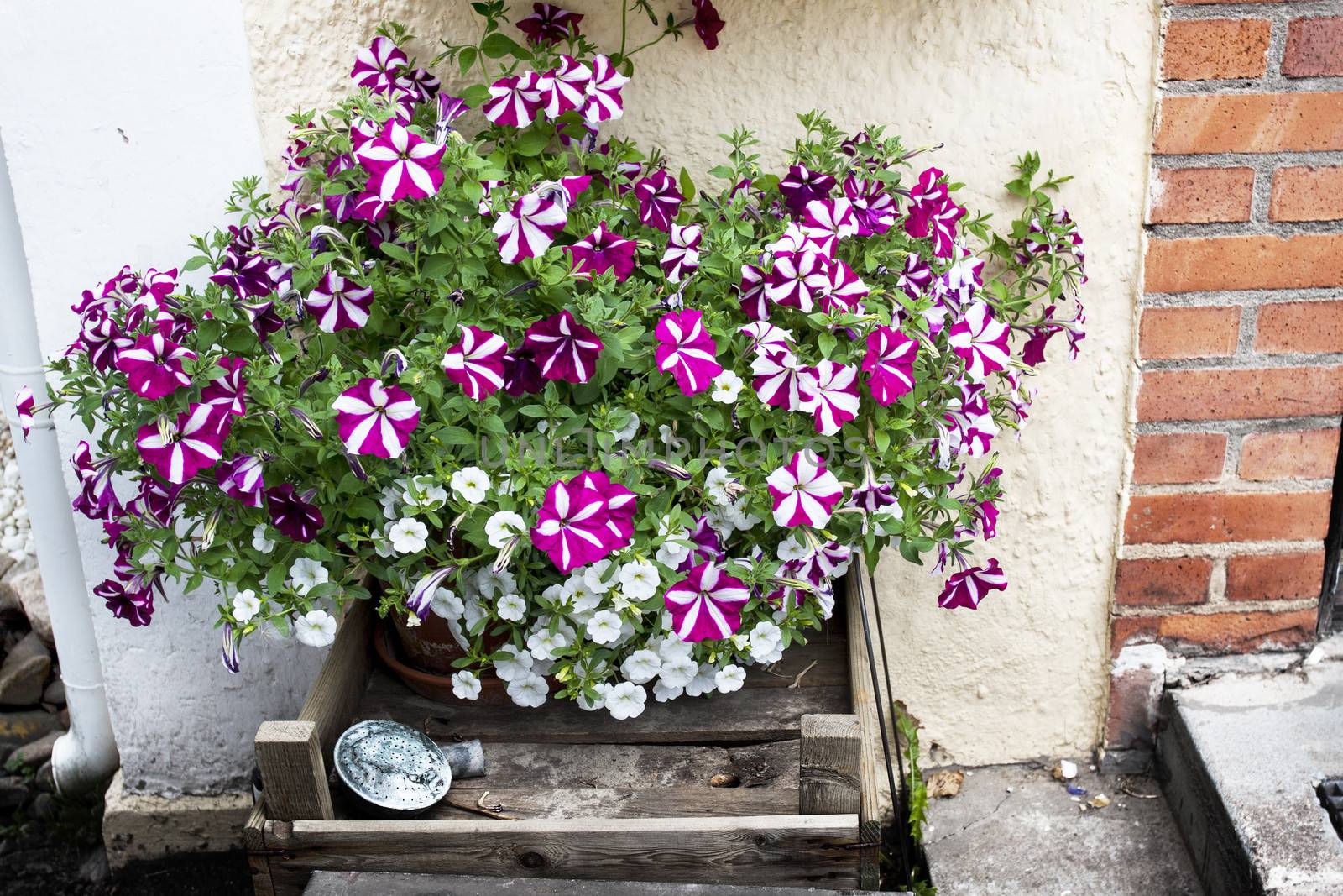 Flowerbed outside next to stairs by annems