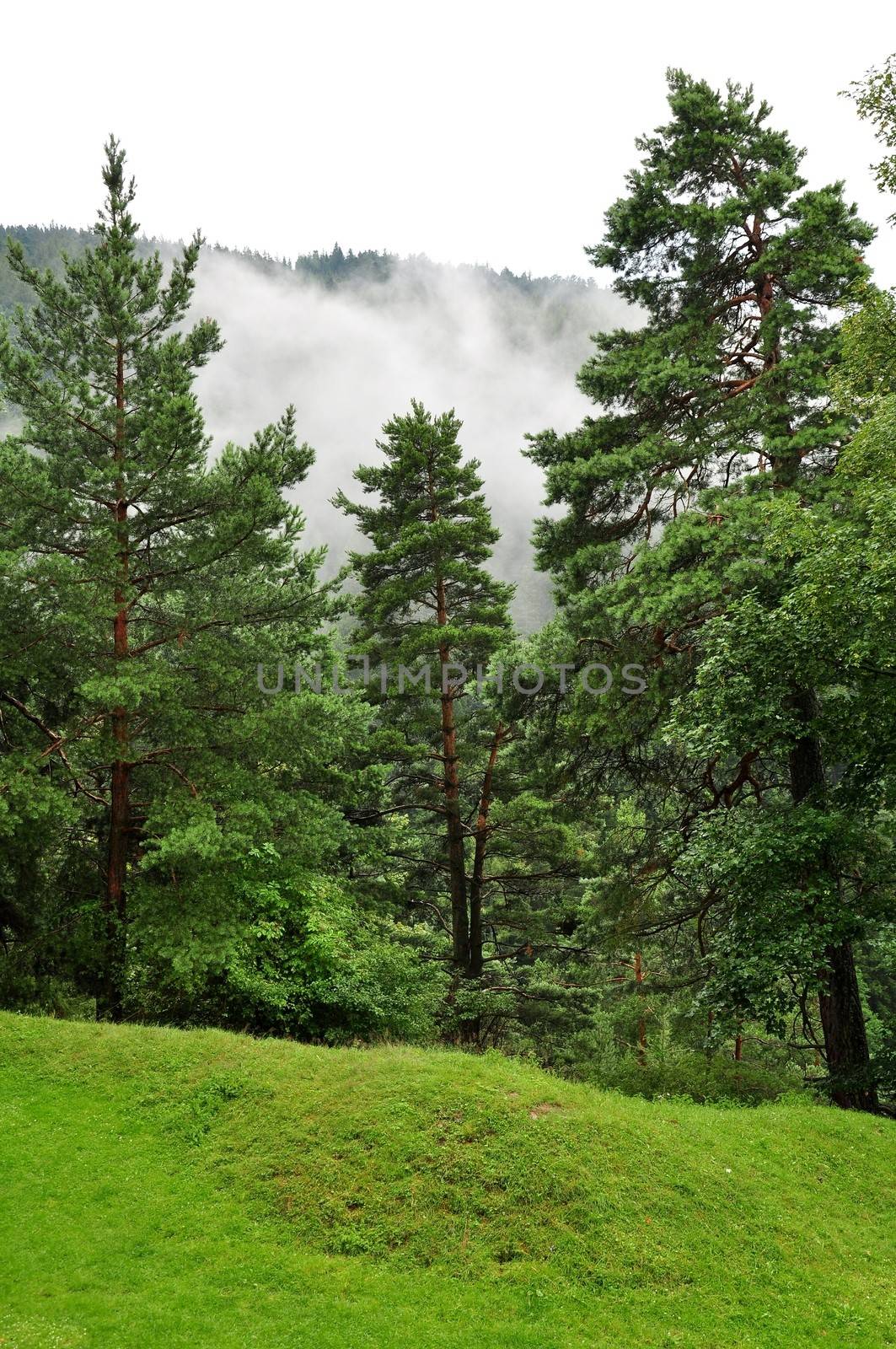 Autumn forest and fog