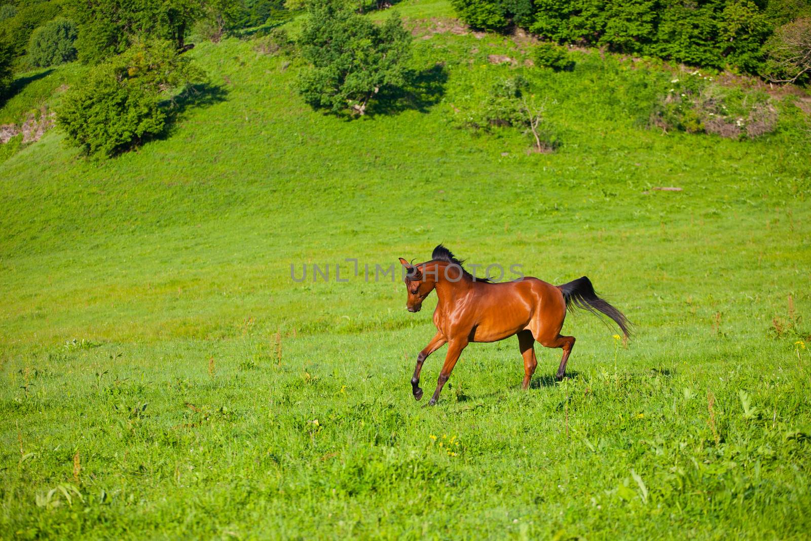 Arab racer runs on a green summer meadow