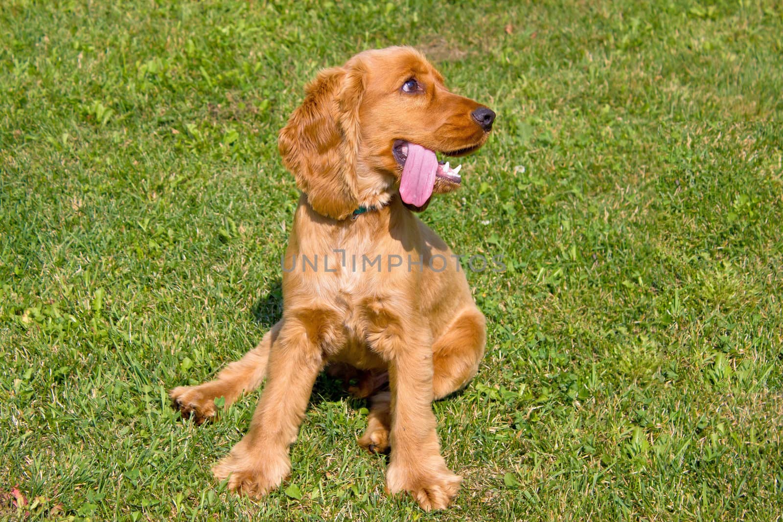 Young red English Cocker Spaniel dog on green grass background