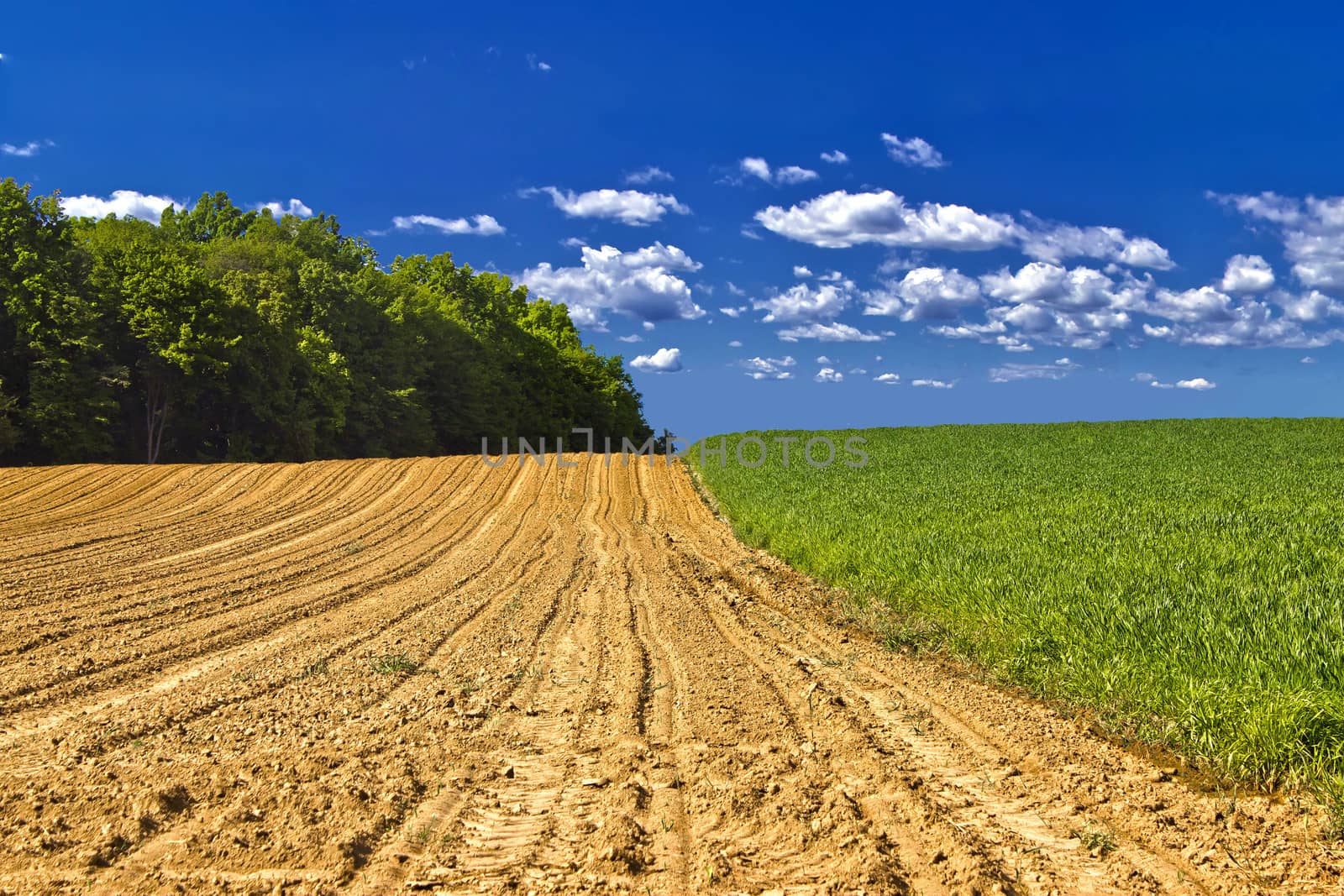 Agricultural landscape - young corn field, hay field and forest under blue sky