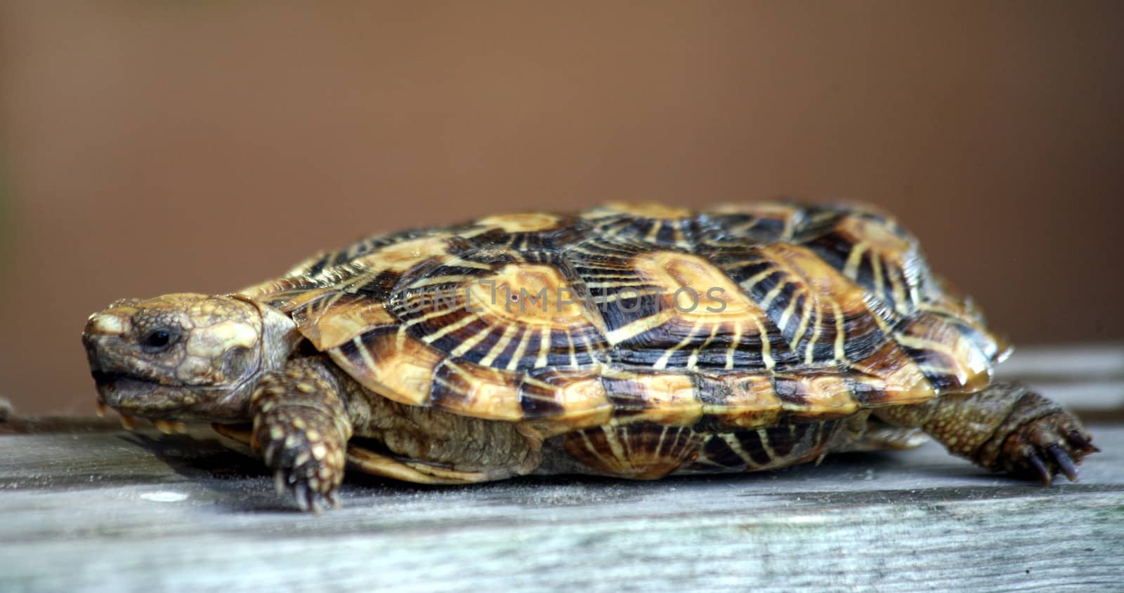 Pancake tortoise by HBphotoart