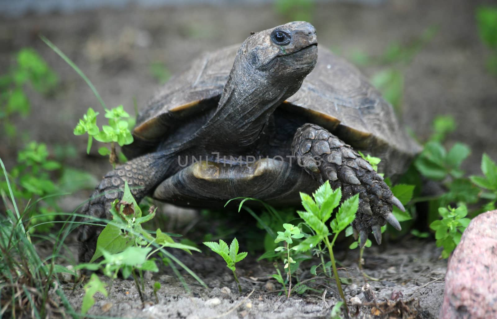 Asian forest tortoise, also Asian mountain tortoise or Asian brown tortoise - Manouria emys emys