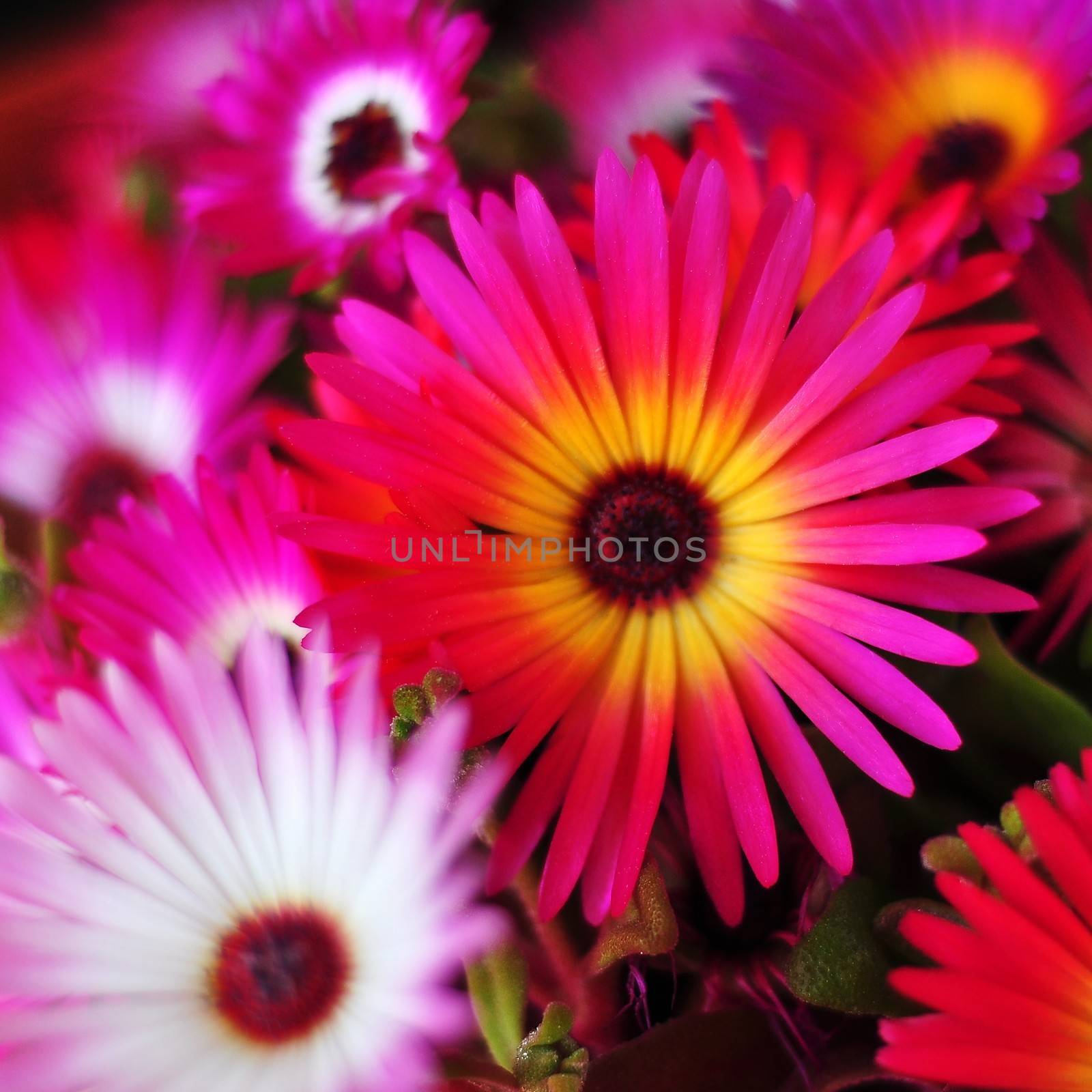 Colorful flowers