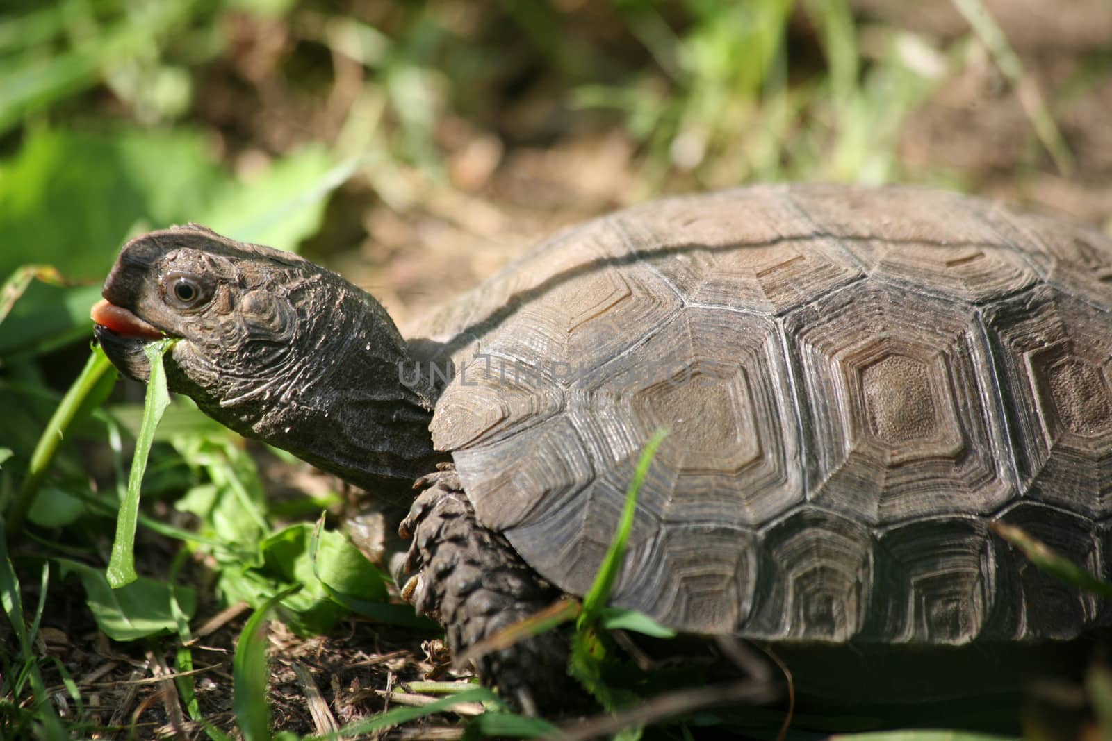Juvenile Asian forest tortoise grazing, also Asian mountain tortoise or Asian brown tortoise - Manouria emys emys