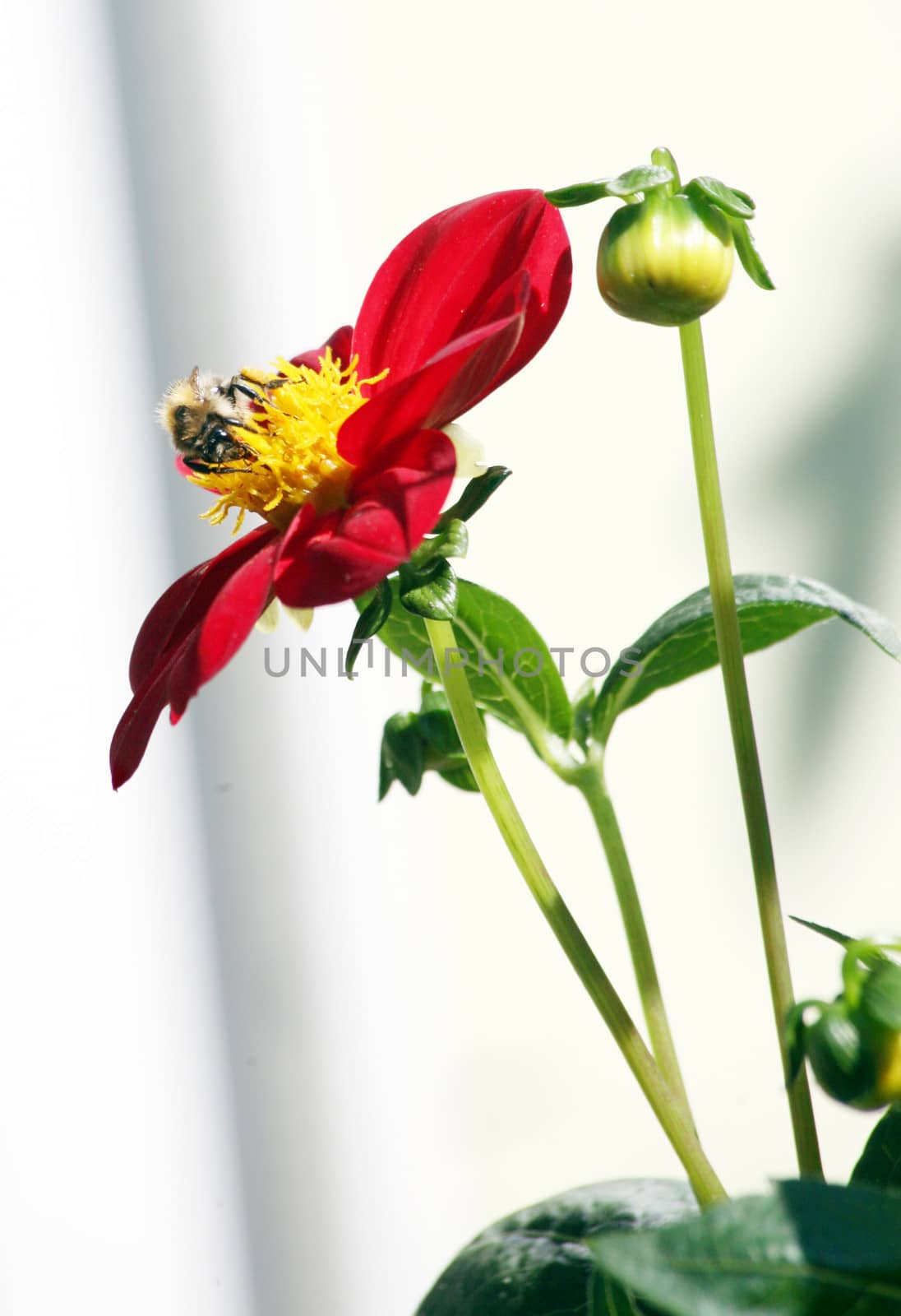 Red dahlia with honey bee by HBphotoart