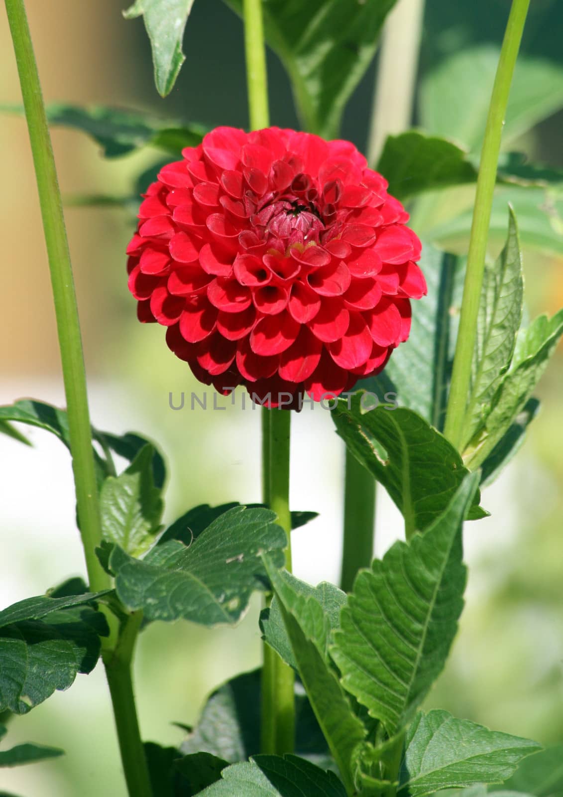 Red dahlia "Aurora's Kiss" by HBphotoart