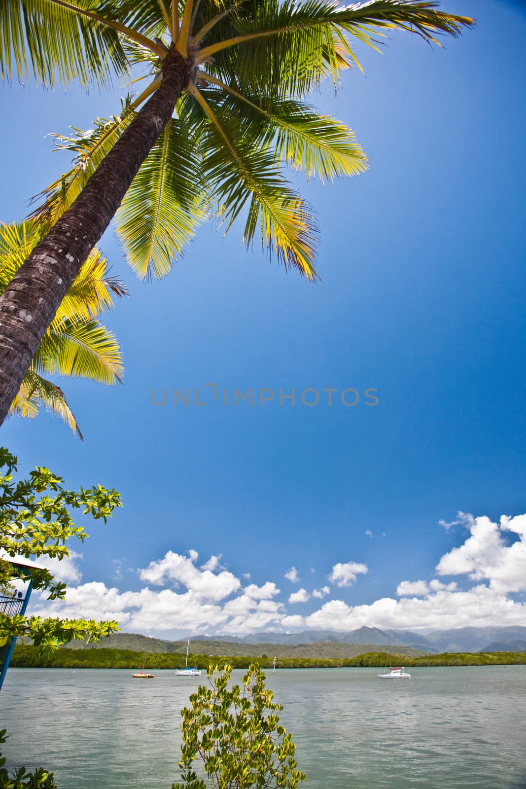Palm tree overlooking a tropical bay by jrstock