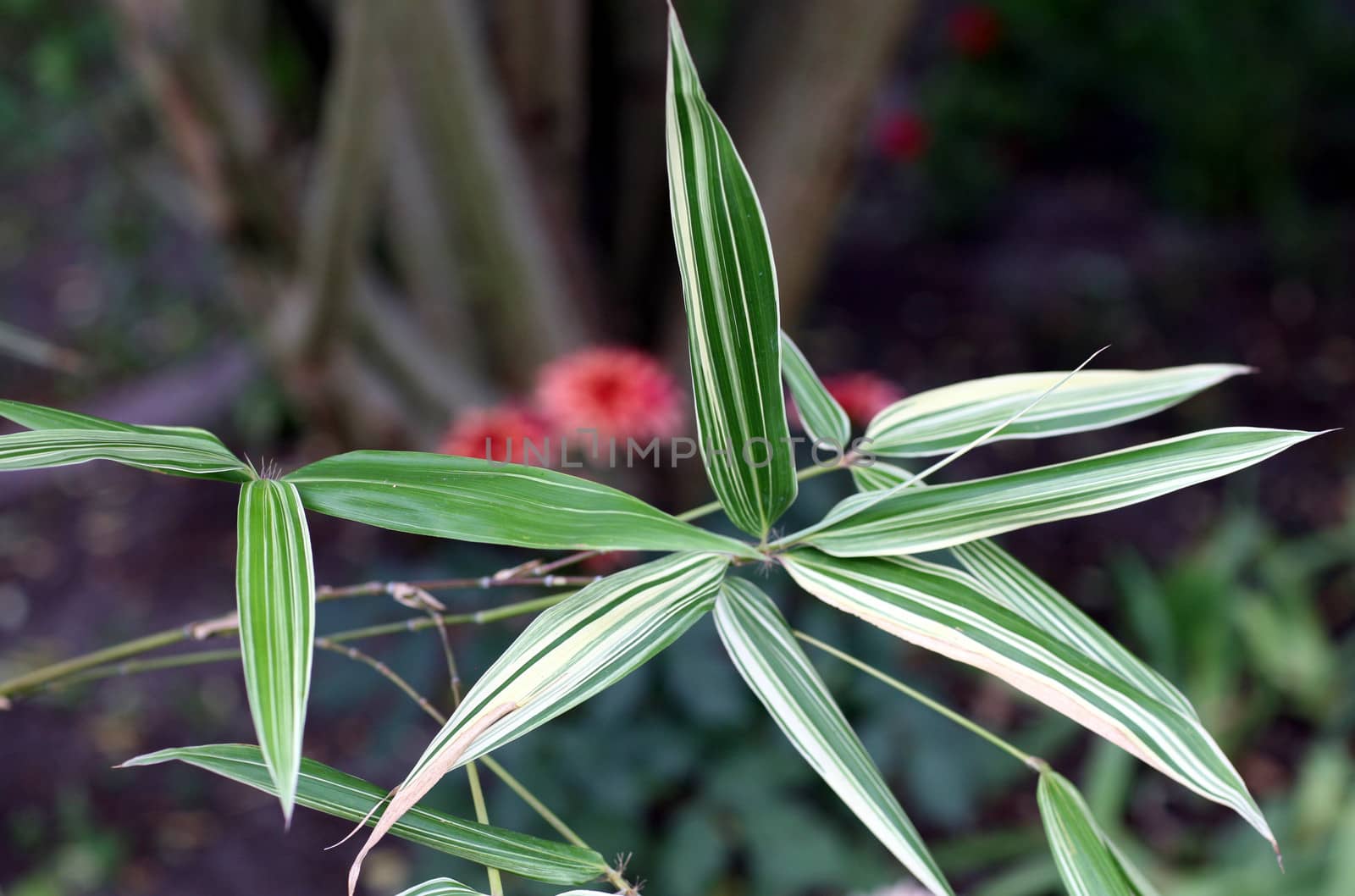 Japanese garden bamboo by HBphotoart