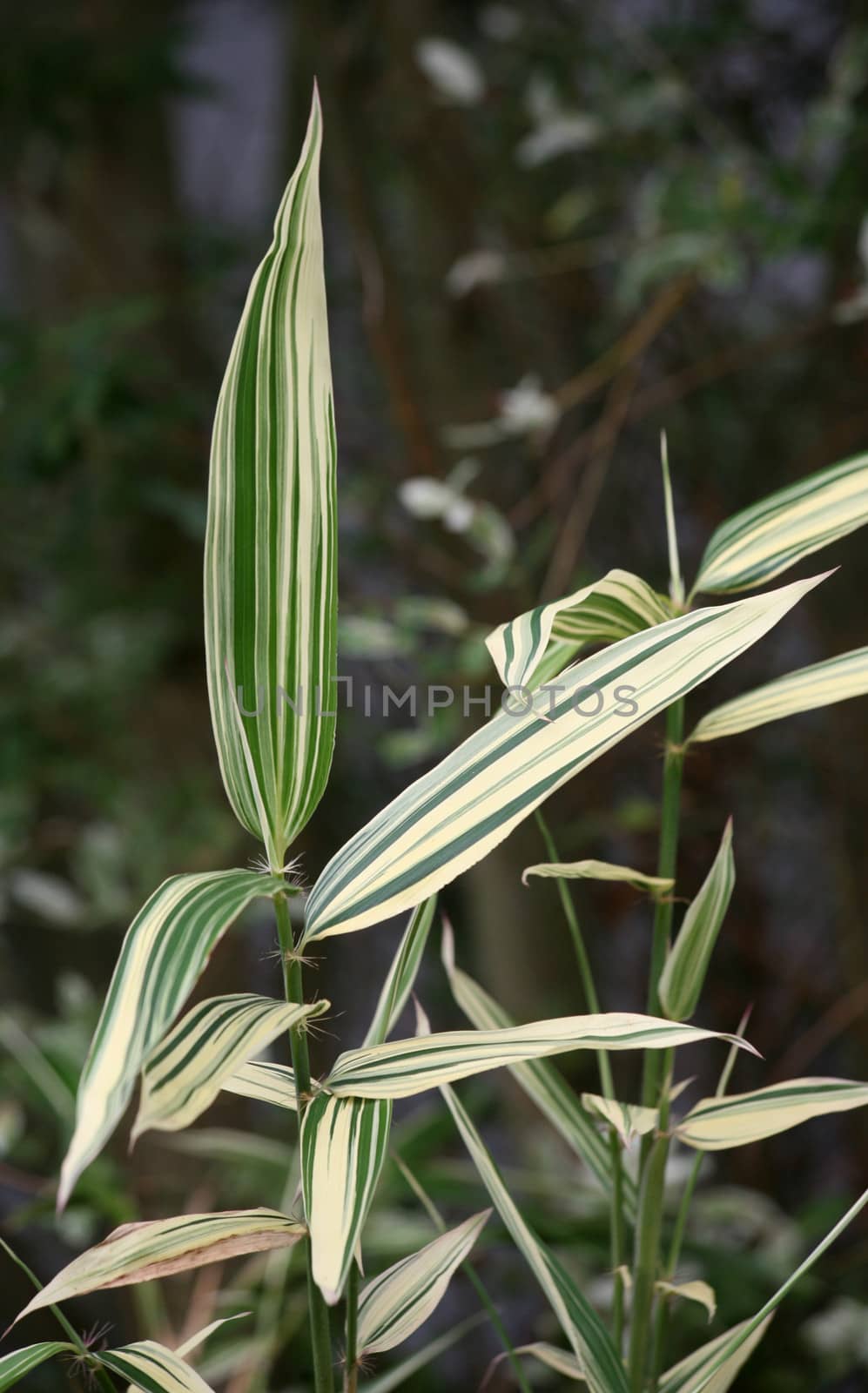 Japanese garden bamboo, Hibanobambusa tranquillans "Shiroshima"