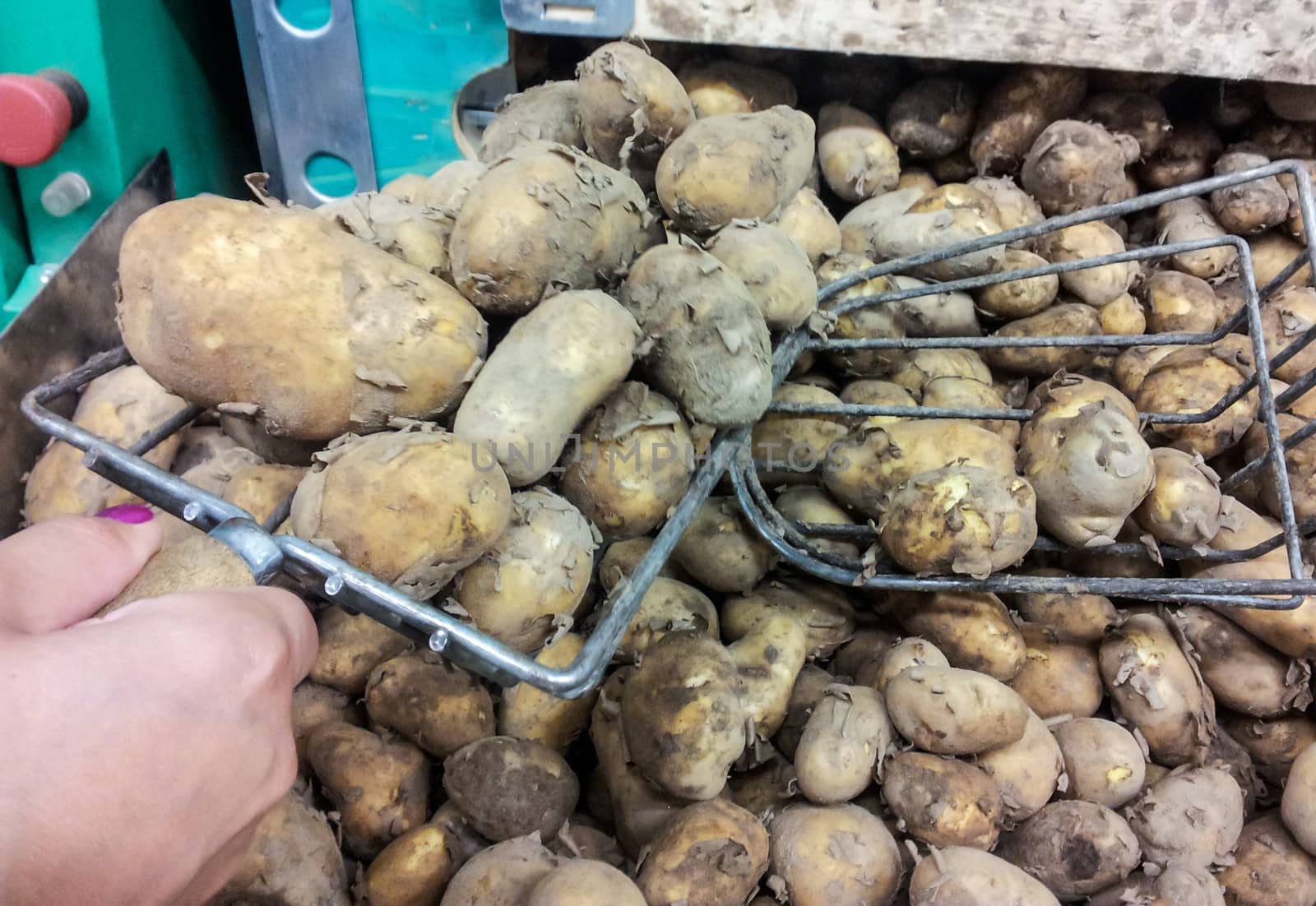 Person picking raw potatoes at marketplace with a metal shovel