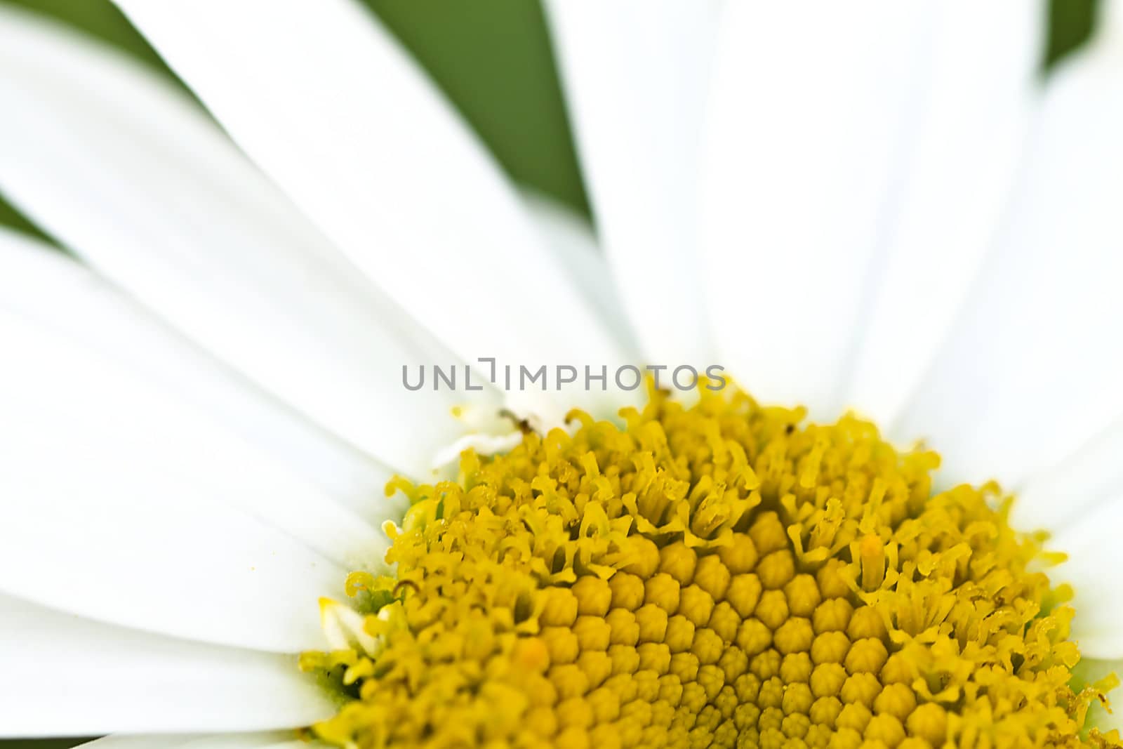 macro of daisy