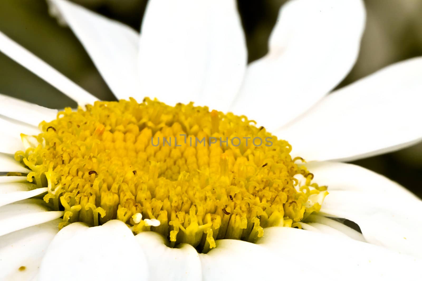 macro of daisy