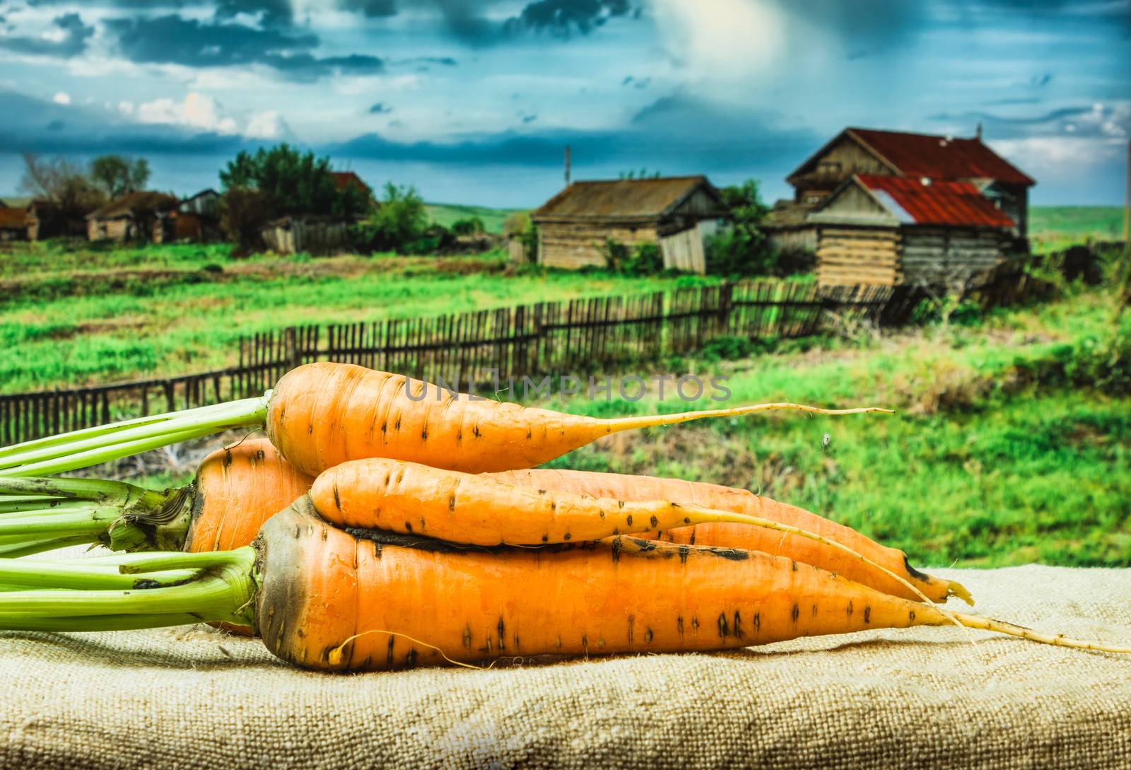 raw carrots  by oleg_zhukov