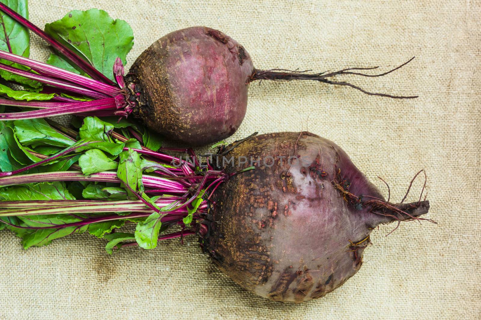 raw  beets from the garden