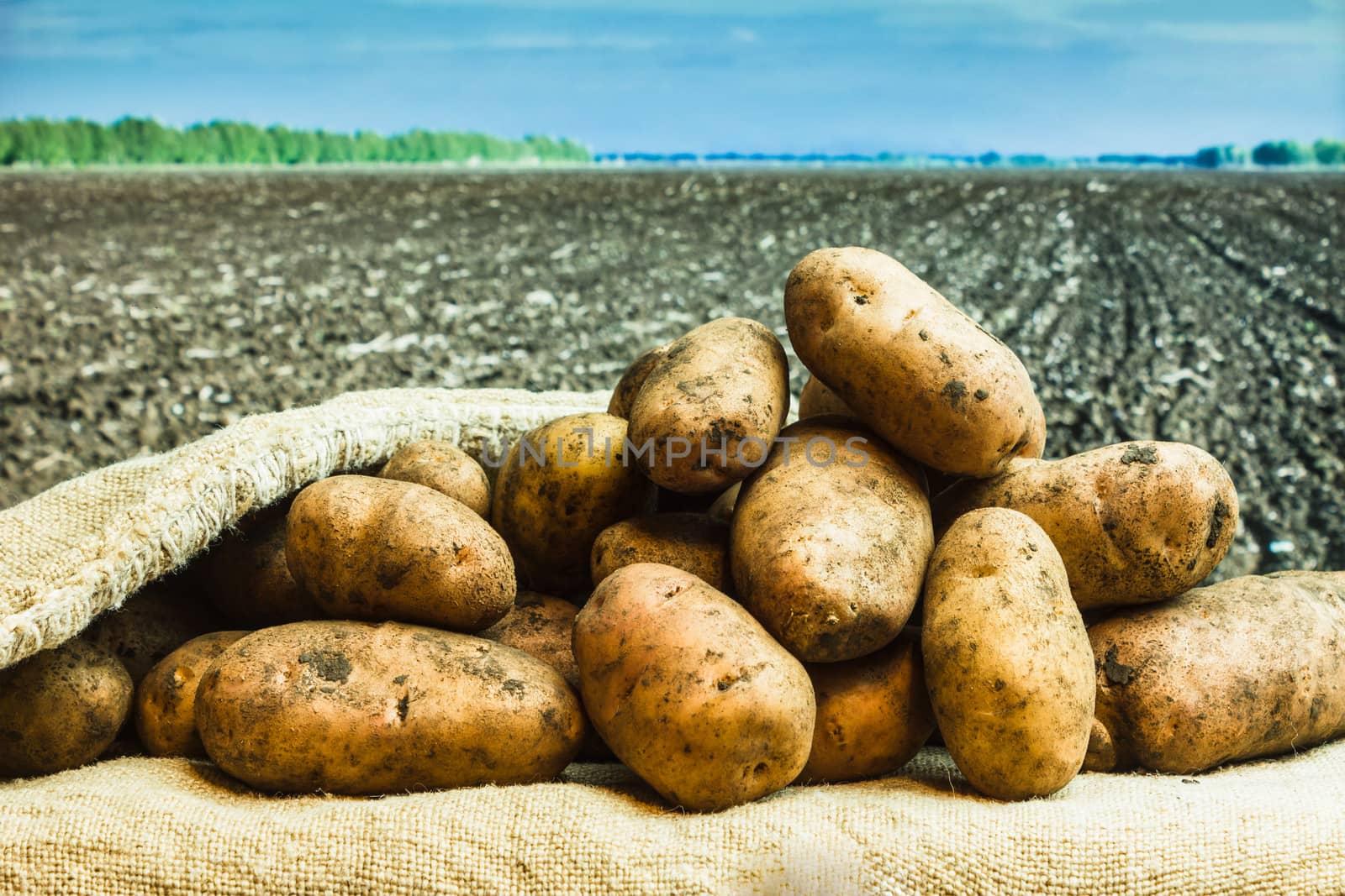 Raw potatoes amid the countryside by oleg_zhukov