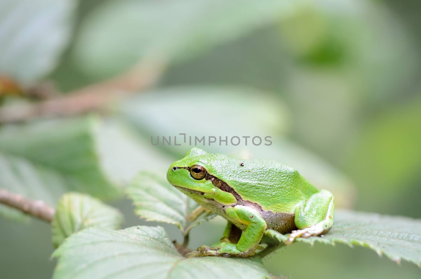 Tree frog by pljvv
