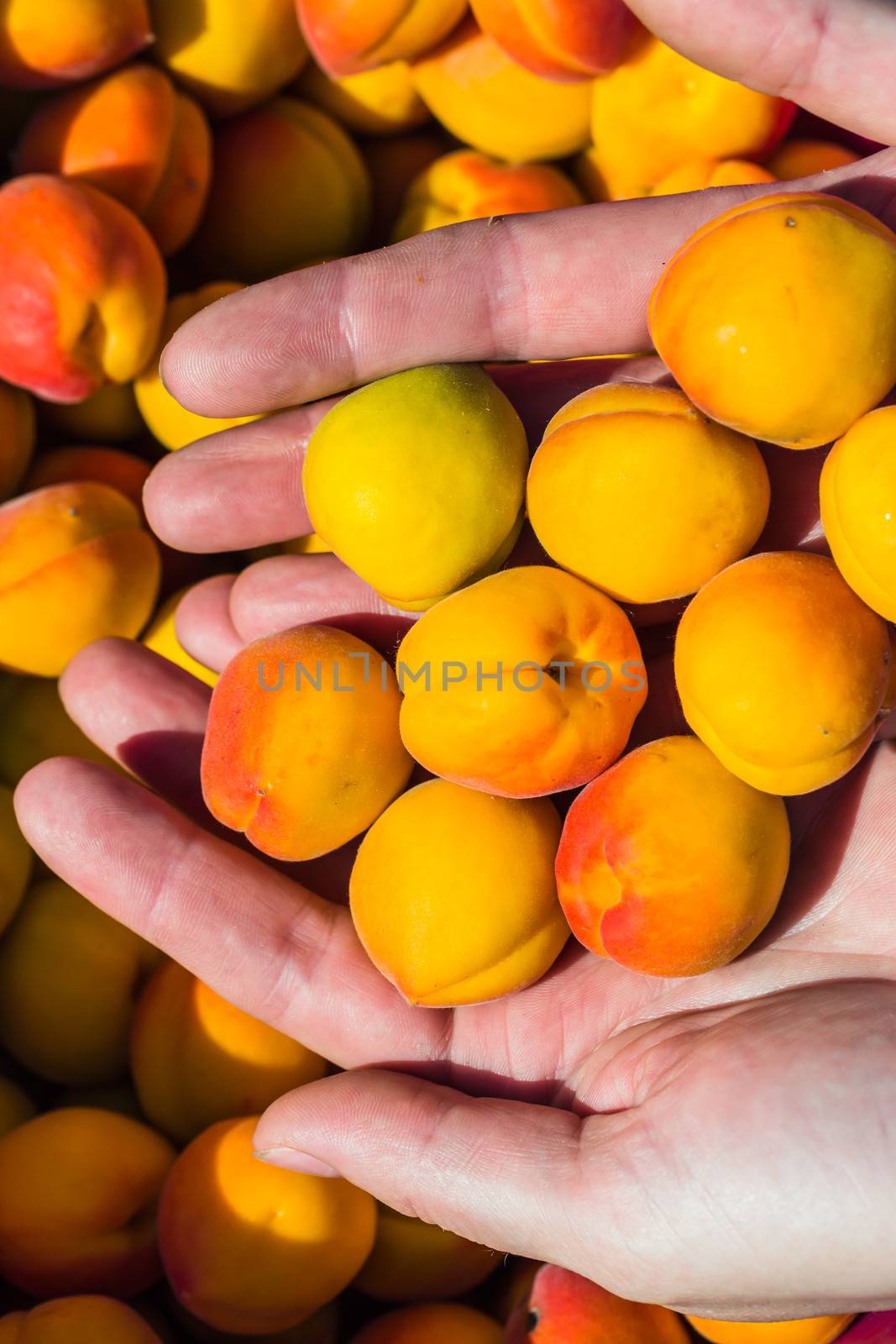 Ripe apricots during the harvest by oleg_zhukov