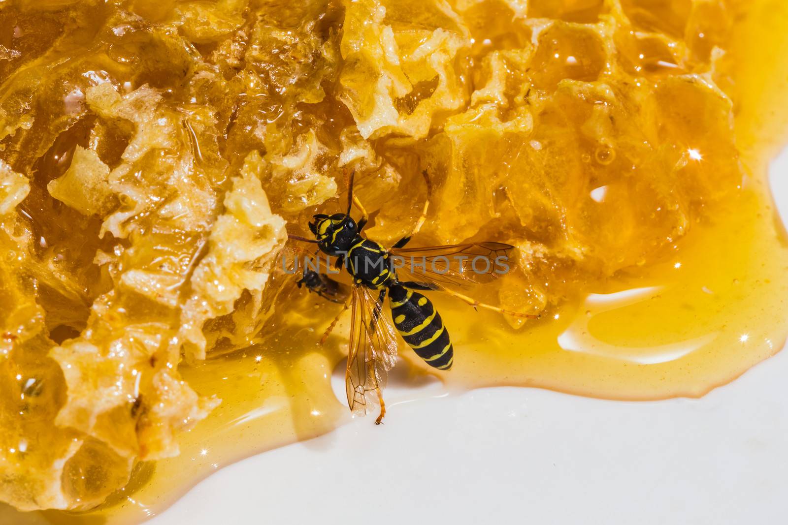 still life with pieces of a honeycomb with honey