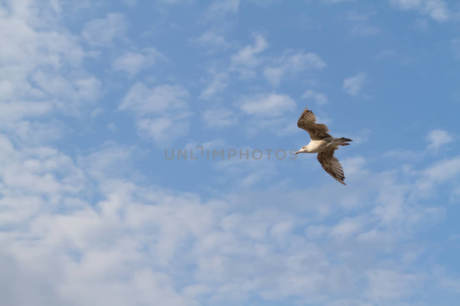 albatross flying on the background the sky by Marina_Po