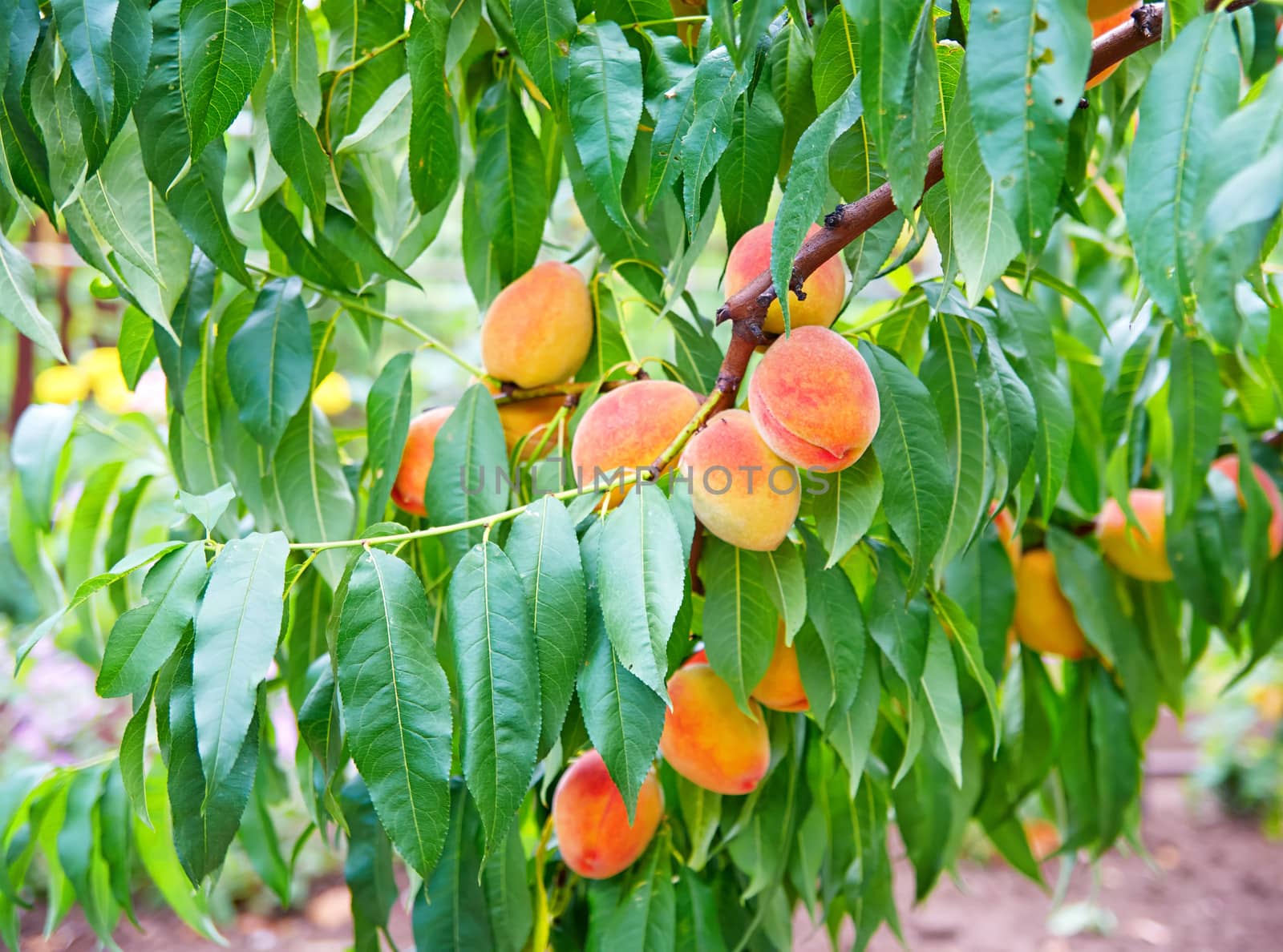 Sweet peach fruits growing on a peach tree branch by Zhukow