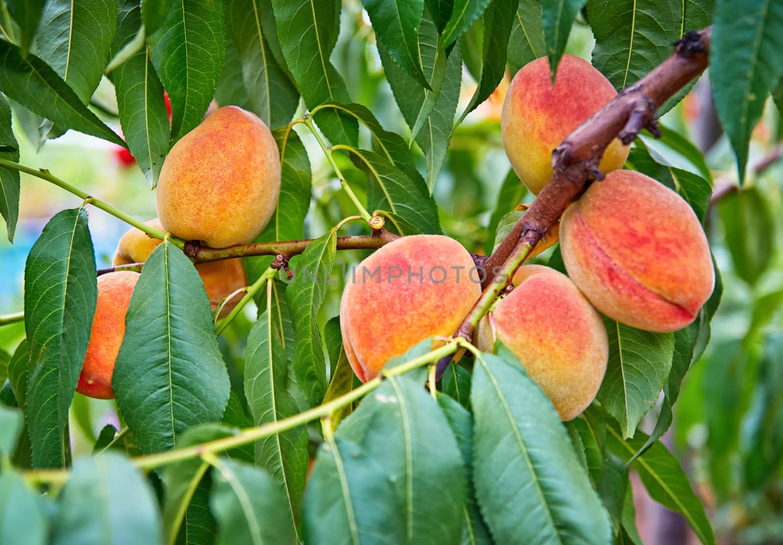 Sweet peach fruits growing on a peach tree branch by Zhukow
