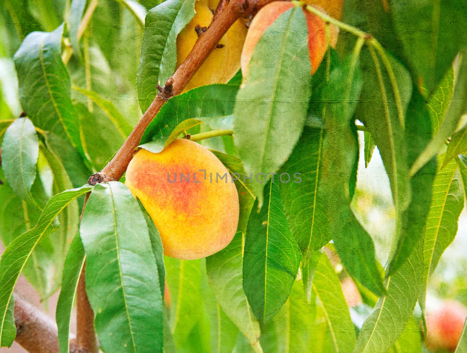 Sweet peach fruits growing on a peach tree branch by Zhukow