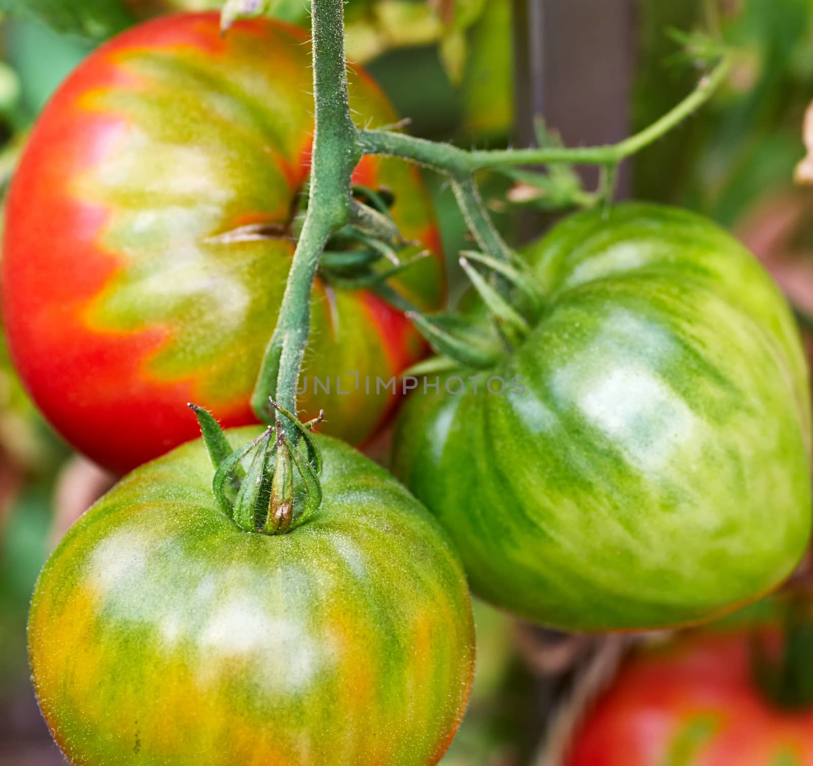 red and green tomatoes in the garden by Zhukow