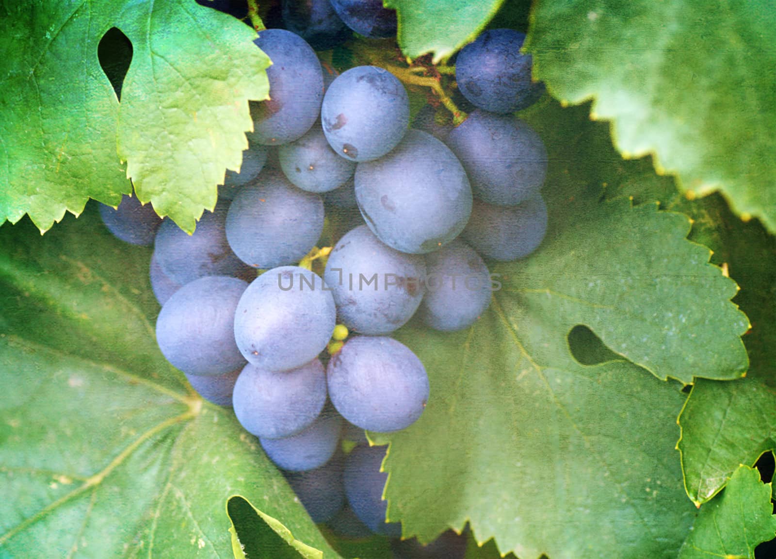 ripening grape clusters on the vine