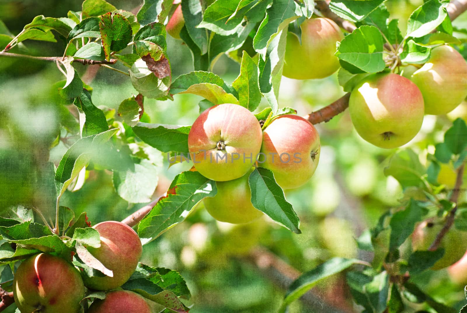 Red apples on apple tree branch by Zhukow