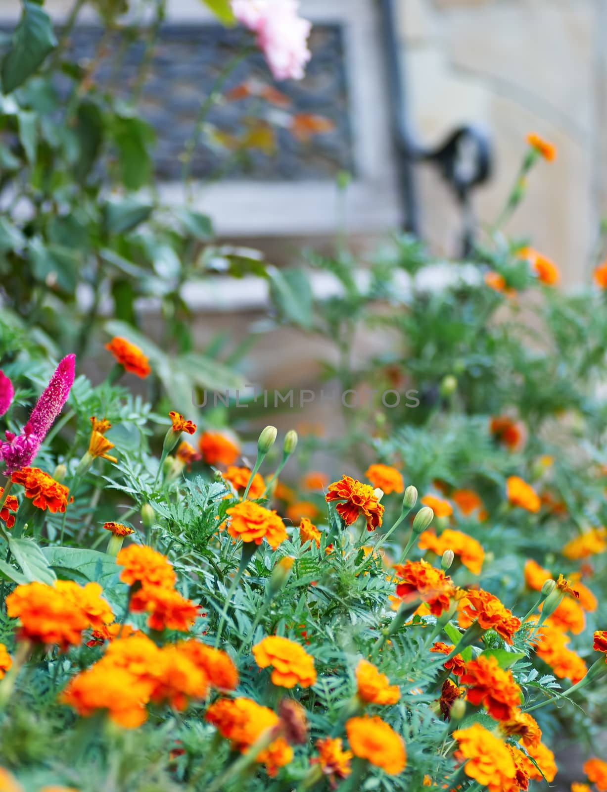 Garden bench surrounded by lush summer vegetation