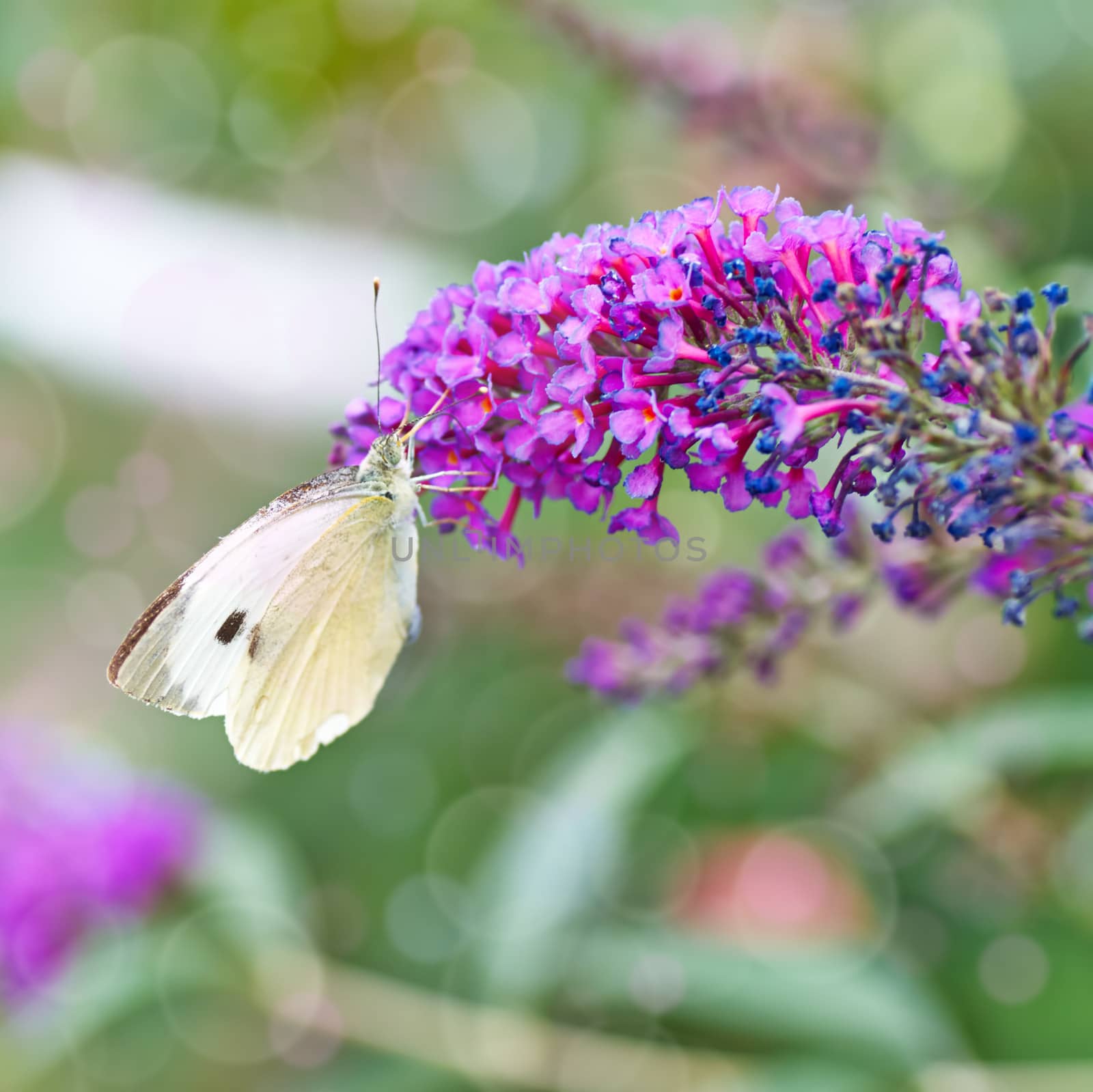 Black-veined White butterfly, Aporia crataegi by Zhukow