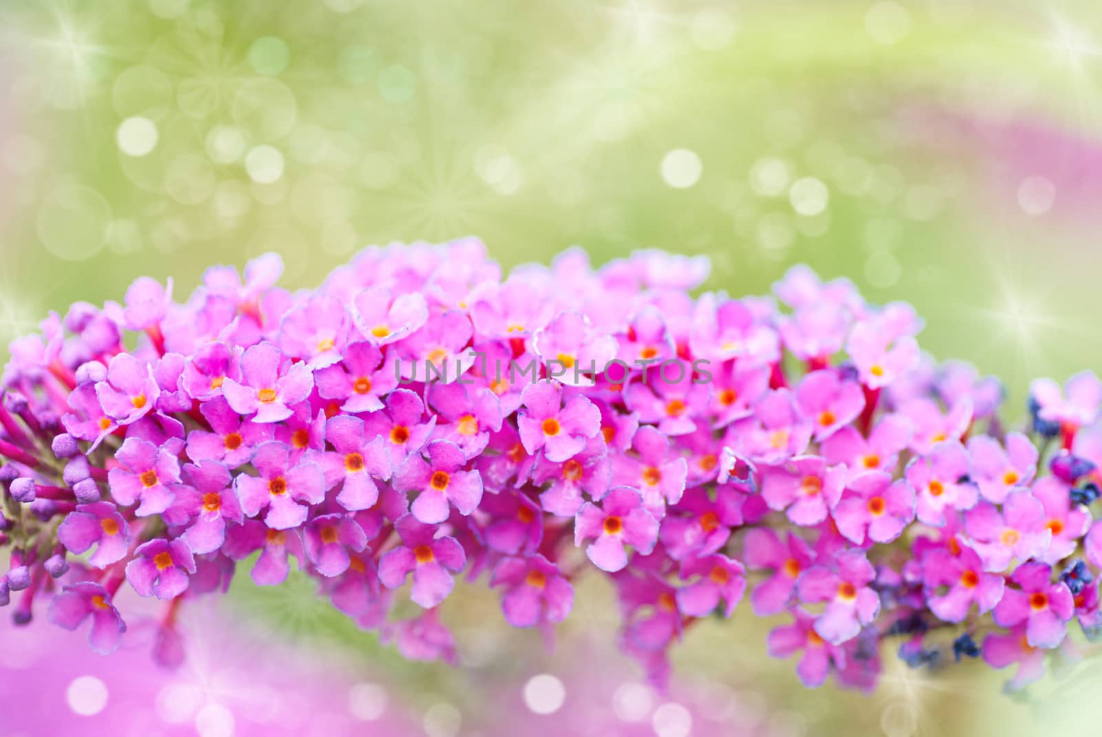 bright purple flowers, autumn flower design.With copy-space by Zhukow