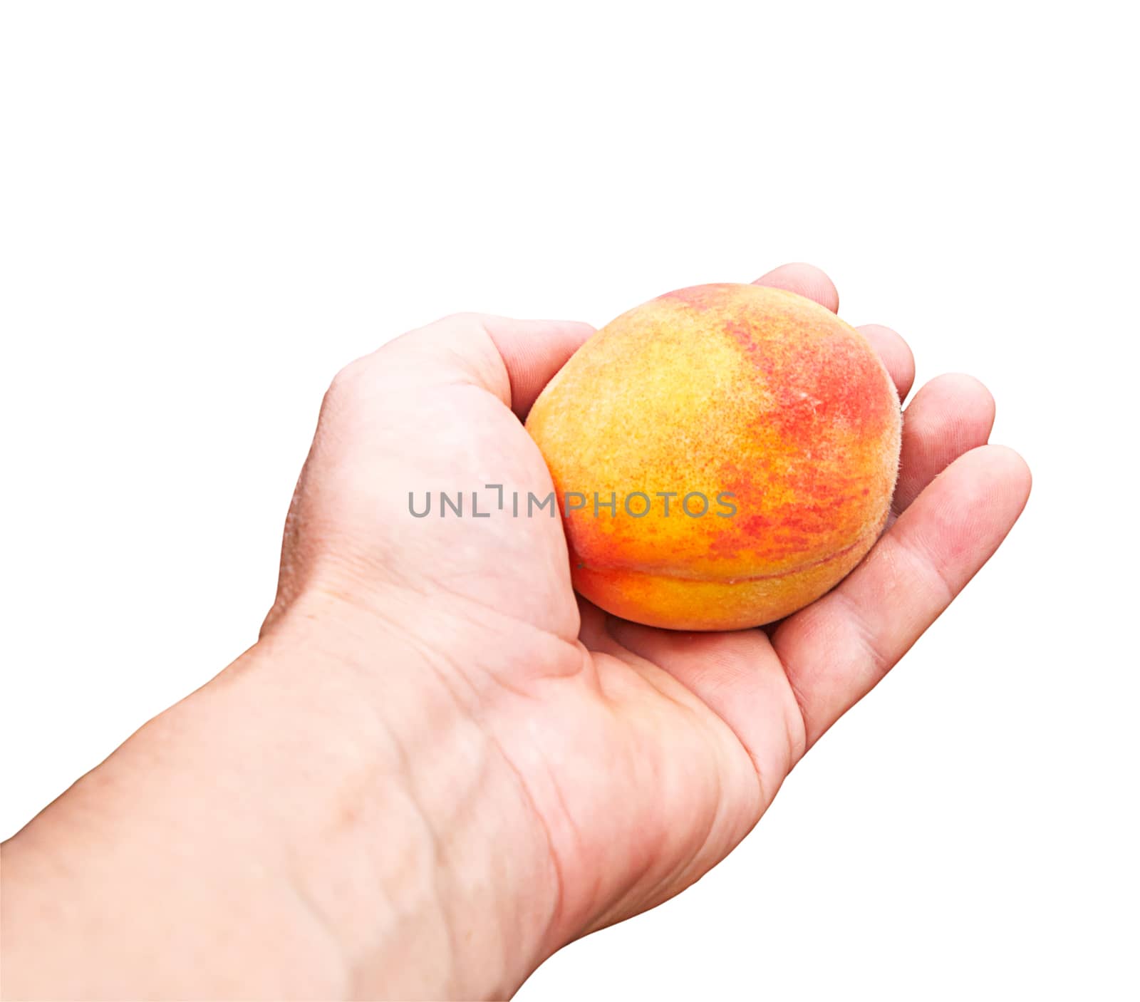 peach in a hand on a white background