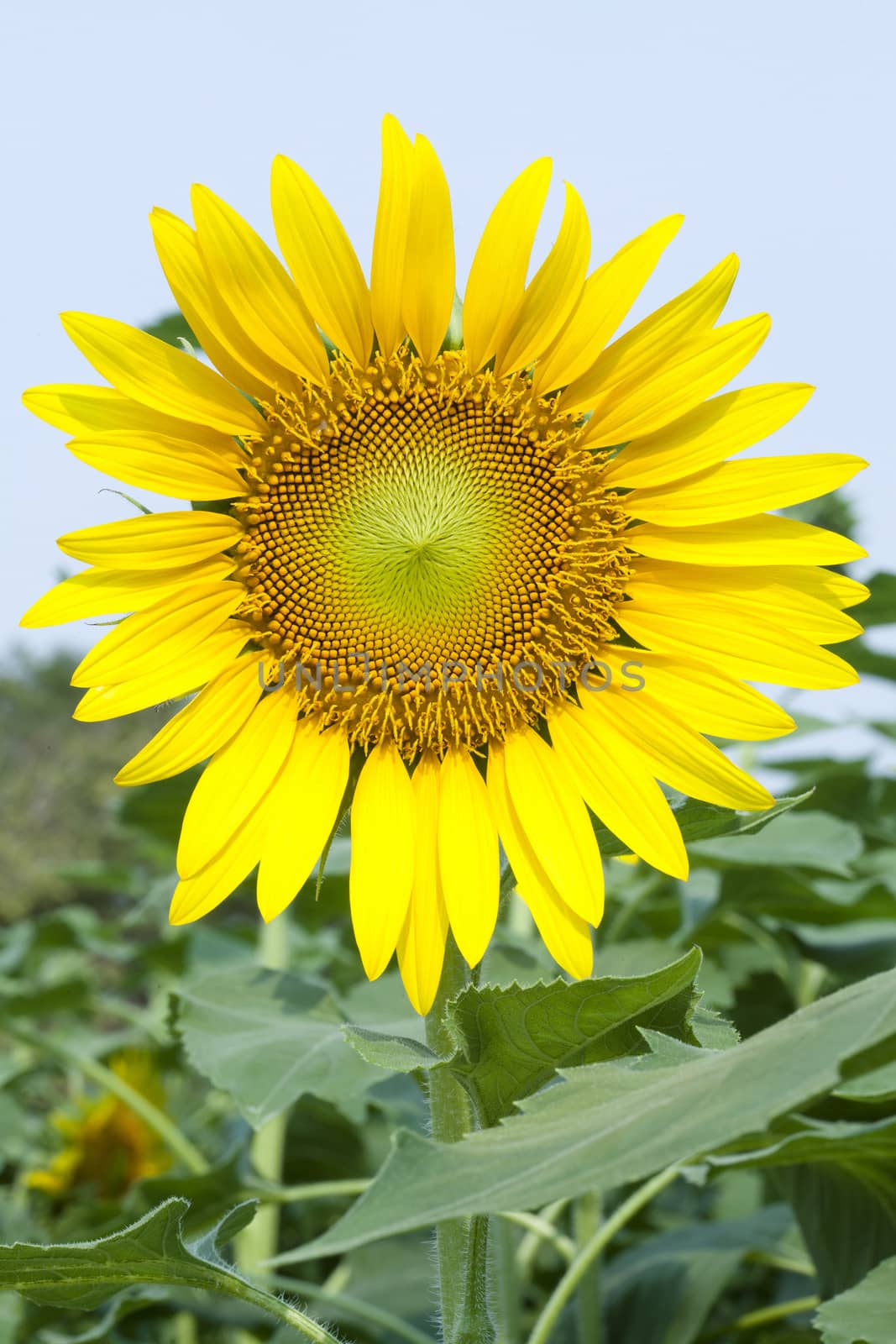 Sunflowers on plant