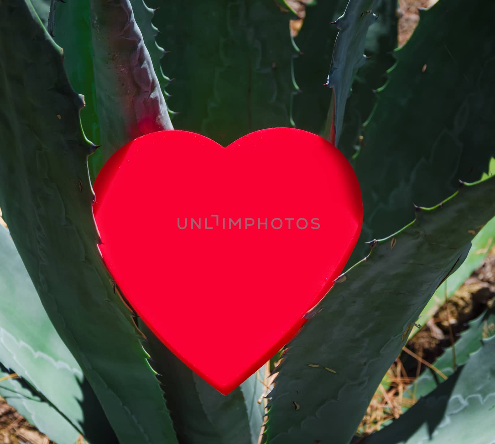 Heart shape on prickly tropical plant - holiday concept