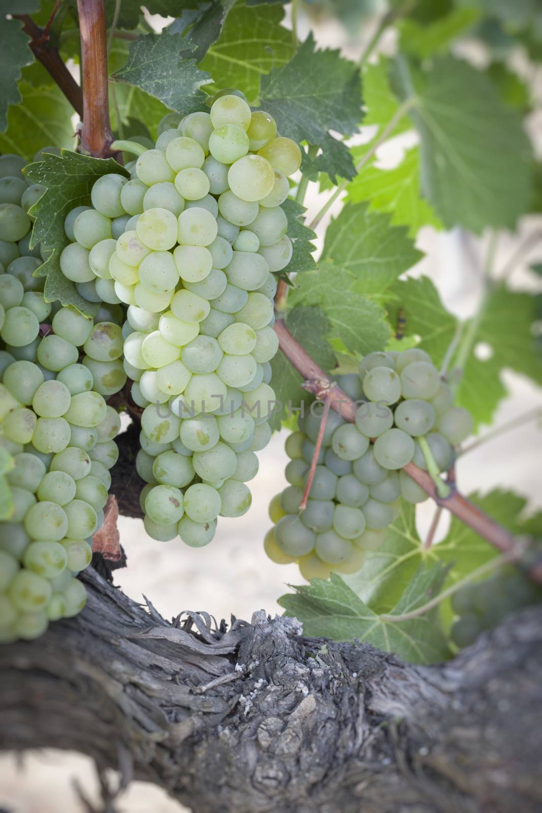 Beautiful Lush White Grape Bushels Vineyard in The Morning Sun