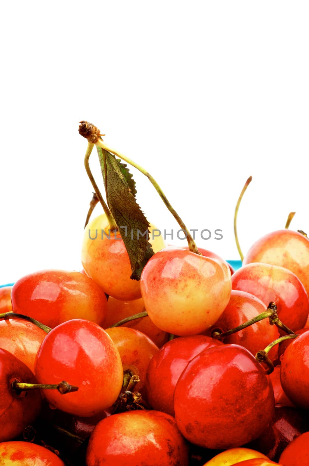 Frame of Yellow and Red Sweet Cherries with Stems isolated on white background