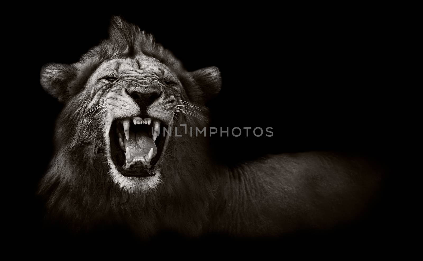 Wild African Male Lion Growling and Showing Dangerous Teeth